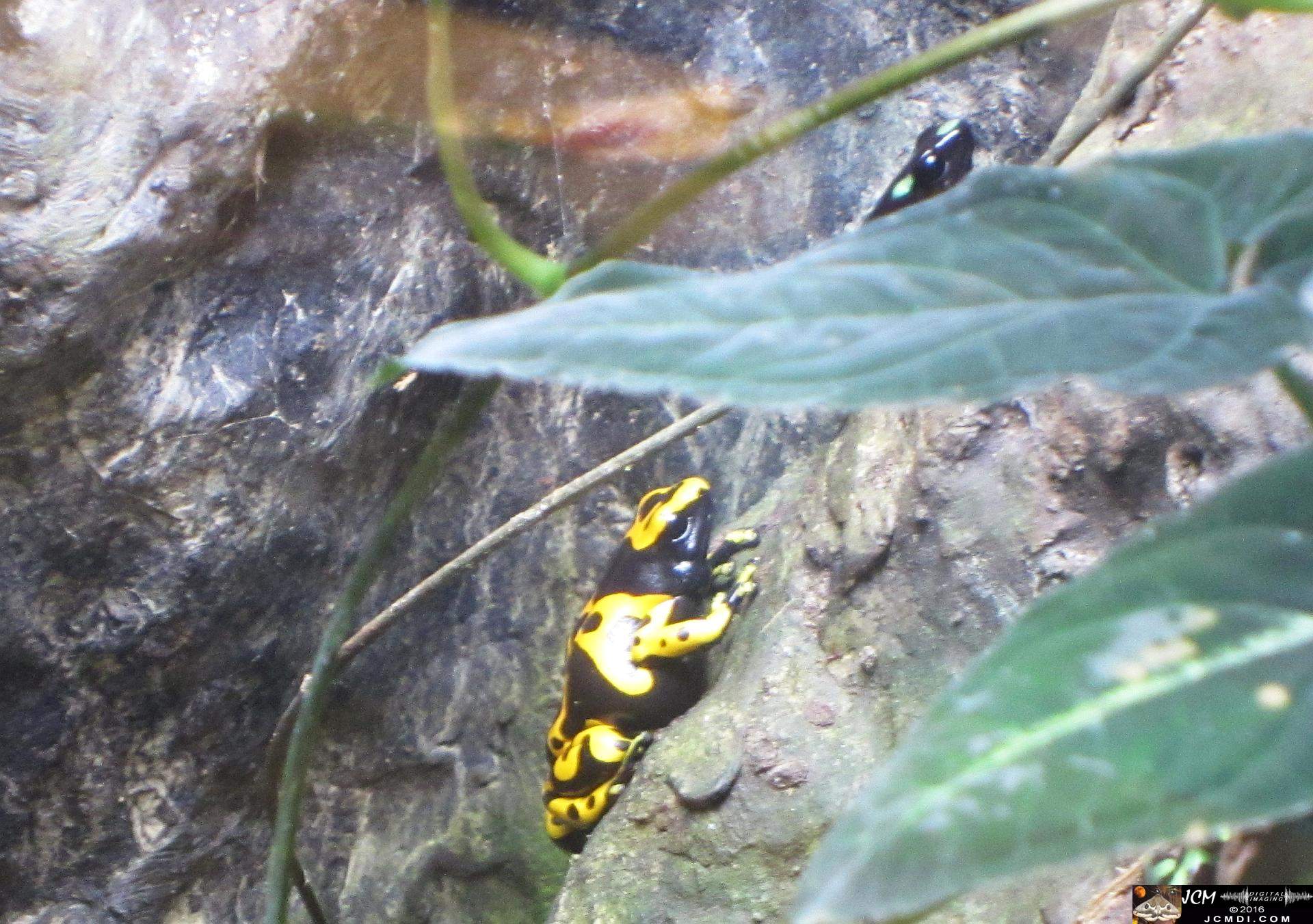 Como Zoo conservatory, MN poison dart frogs